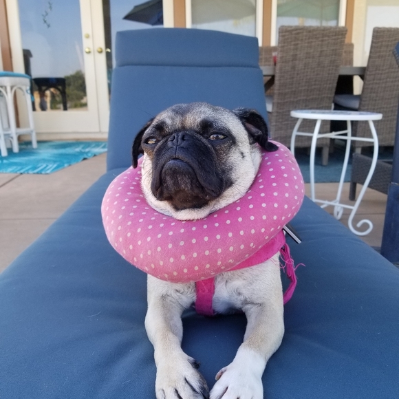 Meet your Posher, The sweet - Picture 2 of 2